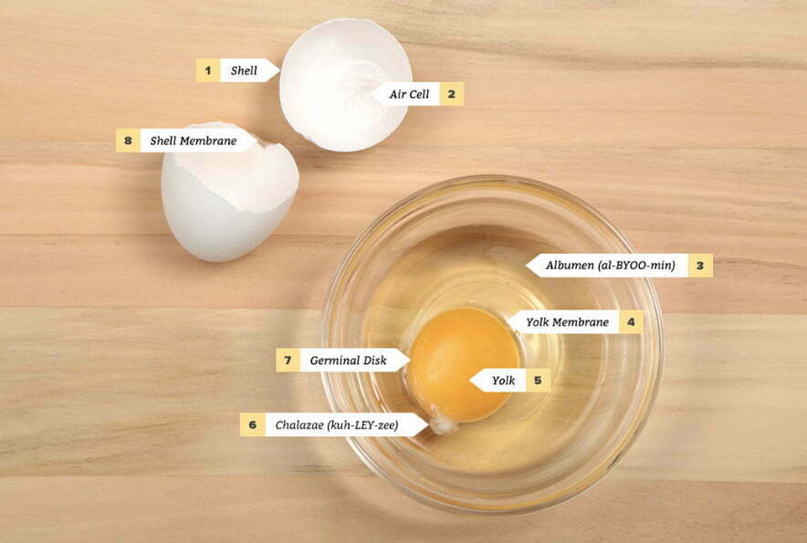 Anatomy-of-an-Egg