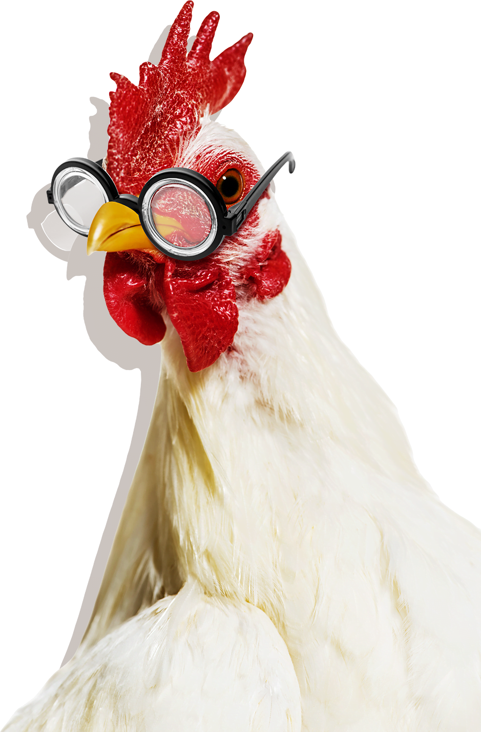 NL Eggs 101 Chicken
