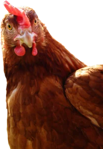NL Eggs - Egg Farm Chicken