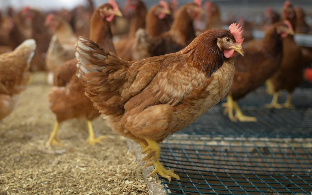 Long Range Poultry Farm